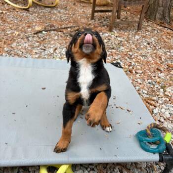 Muffin -  Hound Dog for Adoption in Wake Forest, North Carolina - Muffin | PetCurious