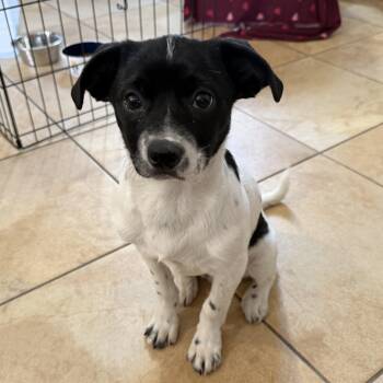 Chihuahua and Terrier Dogs Available for Adoption in Las Vegas, Nevada - Cottontail | PetCurious