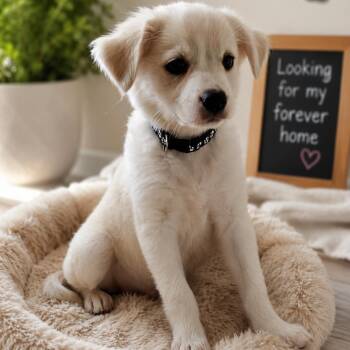 Rocky -  Terrier and Chihuahua Dog for Adoption in Seal Beach, California - Rocky | PetCurious