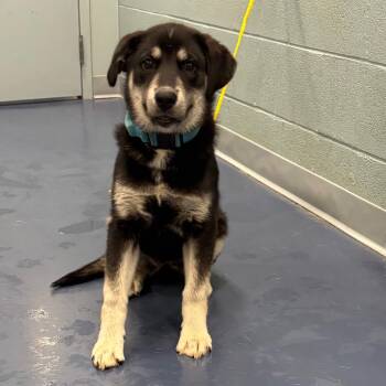 Mixed Breed Dogs Available for Adoption in Greensboro, North Carolina - LAKOTA | PetCurious
