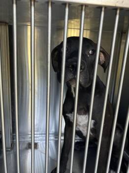 TURBO -  Mixed Breed Dog for Adoption in Dallas, Texas - TURBO | PetCurious