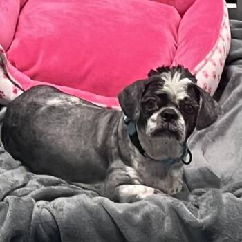 Lhasa Apso Dogs Available for Adoption in Baltimore, Maryland - Breezy | PetCurious