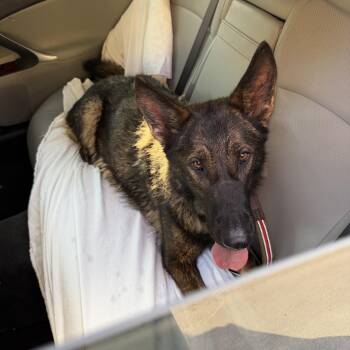 Ella -  German Shepherd Dog Dog for Adoption in Brentwood, Tennessee - Ella | PetCurious