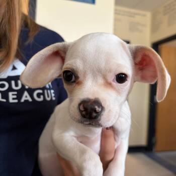 Ant -  Pug and Beagle Dog for Adoption in Morristown, Vermont - Ant | PetCurious