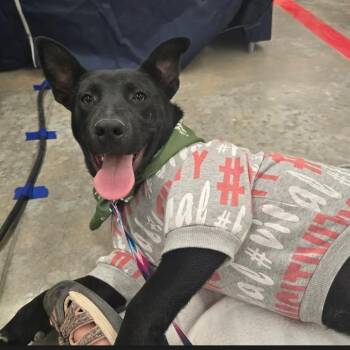 Terrier and Shepherd Dogs Available for Adoption - Cindy | PetCurious