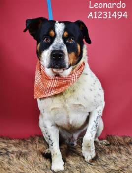 Rescue Australian Cattle Dog Blue Heeler and Rottweiler Dogs for Adoption in Thousand Oaks, California - Leonardo | PetCurious