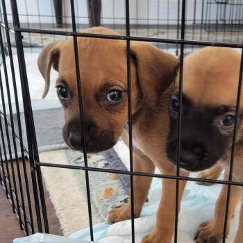 Autumn -  Mixed Breed Dog for Adoption in Merritt Island, Florida - Autumn | PetCurious
