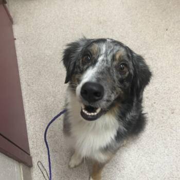 Australian Shepherd Dogs Available for Adoption in Ardmore, Oklahoma - Shrek | PetCurious