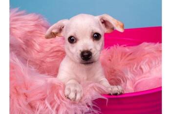 Norfolk Terrier and Chihuahua Dogs Available for Adoption in Palo Alto, California - Crawfish | PetCurious