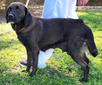 Labrador Retriever Dogs Available for Adoption - 260278  Haven | PetCurious