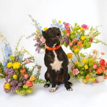 Mixed Breed Dogs Available for Adoption in Bangall, New York - Carlos | PetCurious