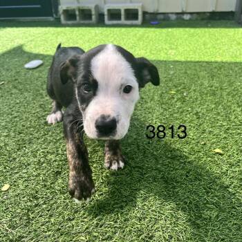 Mixed Breed Dogs Available for Adoption in Loxahatchee Groves, Florida - Tucker 3813 | PetCurious