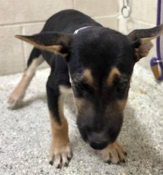 A432196 -  Labrador Retriever and Mixed Breed Dog for Adoption in Conroe, Texas - A432196 | PetCurious