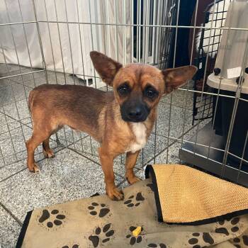 Rescue Chihuahua and Mixed Breed Dogs for Adoption in San Francisco, California - Tapatio | PetCurious