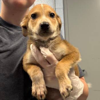 Nightcrawler -  Mixed Breed Dog for Adoption in Martinsville, Virginia - Nightcrawler | PetCurious