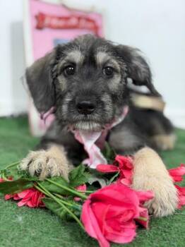 Cheesecake-One of our Amazing Rescue Dogs -  Schnauzer and German Shorthaired Pointer Dog for Adoption in Carlsbad, California - Cheesecake-One Of Our Amazing Rescue Dogs | PetCurious