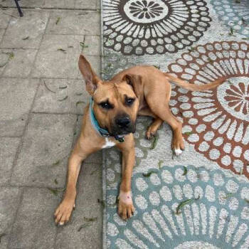 Rescue Black Mouth Cur and Terrier Dogs for Adoption in Bartlett, Tennessee - Rue | PetCurious