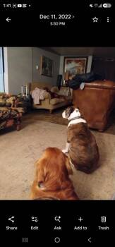 Dixie *** Courtesy Listing*** -  Boxer Dog for Adoption in Peru, New York - Dixie *** Courtesy Listing*** | PetCurious