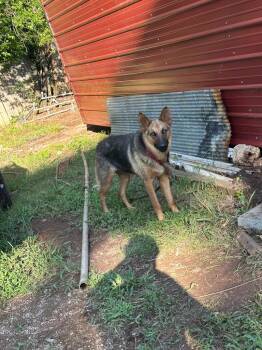 CeCe -  German Shepherd Dog Dog for Adoption in Bossier City, Louisiana - CeCe | PetCurious