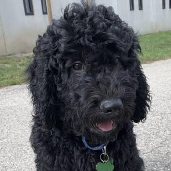 Hashbrown -  Poodle Dog for Adoption in Ottawa Hills, Ohio - Hashbrown | PetCurious