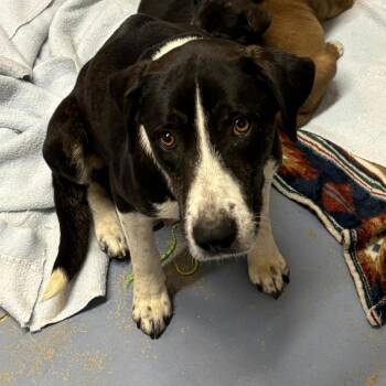 Mixed Breed Dogs Available for Adoption in Gadsden, Alabama - Abby | PetCurious