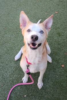 Pierre -  Husky Dog for Adoption in Liverpool, New York - Pierre | PetCurious