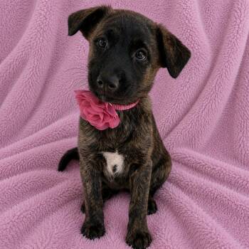 Dutch Shepherd and Terrier Dogs Available for Adoption in Poway, California - Star | PetCurious