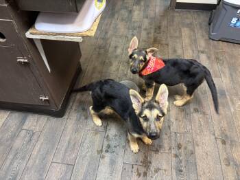 German Shepherd Dog Dogs Available for Adoption in Haslet, Texas - Katy | PetCurious