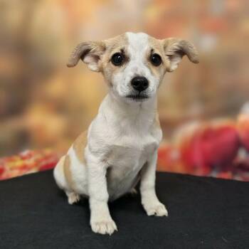 Mari -  Australian Shepherd and Mixed Breed Dog for Adoption in Griswold, Connecticut - Mari | PetCurious
