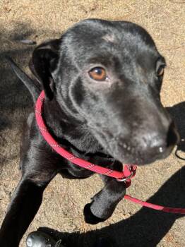 Rescue Black Labrador Retriever Dogs for Adoption in Beech Island, South Carolina - Midnight | PetCurious