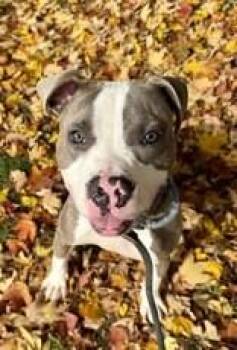 Mark Kerr -  Mixed Breed Dog for Adoption in Cincinnati, Ohio - Mark Kerr | PetCurious