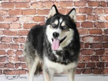 MAUI -  Siberian Husky and Mixed Breed Dog for Adoption in Omaha, Nebraska - MAUI | PetCurious