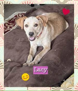 Lacy -  Mixed Breed Dog for Adoption in Texarkana, Texas - Lacy | PetCurious