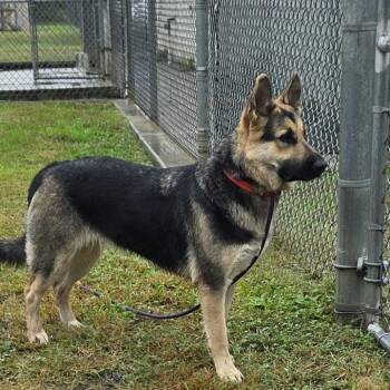 Lizzy -  German Shepherd Dog Dog for Adoption in Ridgely, Maryland - Lizzy | PetCurious