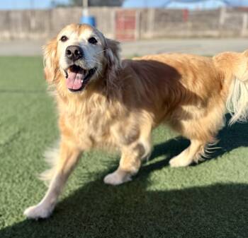 Golden Retriever Dogs Available for Adoption in Petaluma, California - Levi (bonded With Kezar) | PetCurious