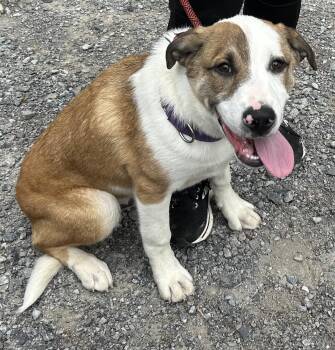 Rescue Great Pyrenees Dogs for Adoption in Sequatchie, Tennessee - Belgian | PetCurious