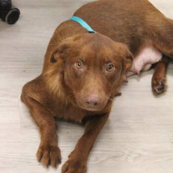 Australian Shepherd and Mixed Breed Dogs Available for Adoption - Lena | PetCurious