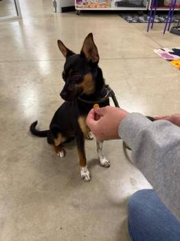 Sweetie (Taquita) -  Chihuahua Dog for Adoption in Pierceton, Indiana - Sweetie (Taquita) | PetCurious
