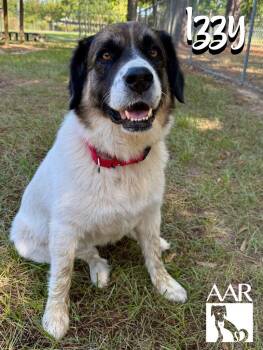 Izzy -  Saint Bernard and Great Pyrenees Dog for Adoption in Magnolia, Texas - Izzy | PetCurious