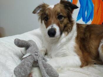 Border Collie Dogs Available for Adoption - Fox | PetCurious