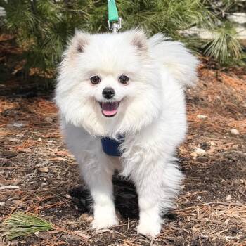 Pomeranian Dogs Available for Adoption - Riceball | PetCurious