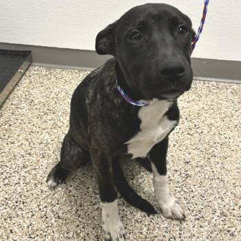 Wednesday -  Akita and Pit Bull Terrier Dog for Adoption in Bullhead City, Arizona - Wednesday | PetCurious