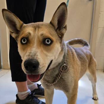 Rescue Husky and Mixed Breed Dogs for Adoption in Wickenburg, Arizona - Moxie | PetCurious