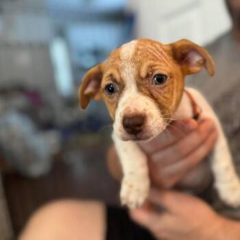 Star -  Dachshund and Mixed Breed Dog for Adoption in Helena, Alabama - Star | PetCurious