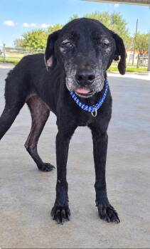 Molly (TX) -  Labrador Retriever Dog for Adoption in New York, New York - Molly (TX) | PetCurious