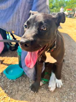Pit Bull Terrier Dogs Available for Adoption in New London, Wisconsin - Trinity | PetCurious