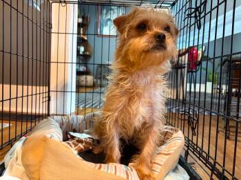 Maple -  Maltese Dog for Adoption in Grafton, Wisconsin - Maple | PetCurious
