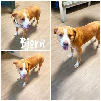 Bjorn -  Shepherd and Mastiff Dog for Adoption in Saint James, Missouri - Bjorn | PetCurious