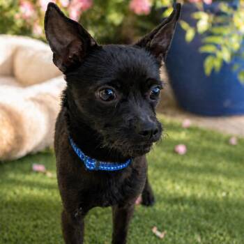 Chihuahua Dogs Available for Adoption in Phoenix, Arizona - Henry | PetCurious