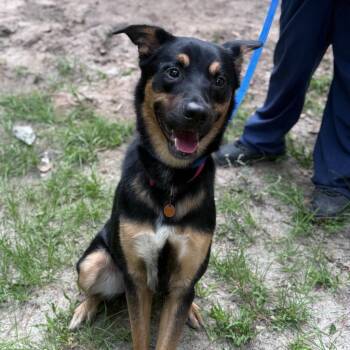 Angel -  Shepherd Dog for Adoption in Springfield, Georgia - Angel | PetCurious